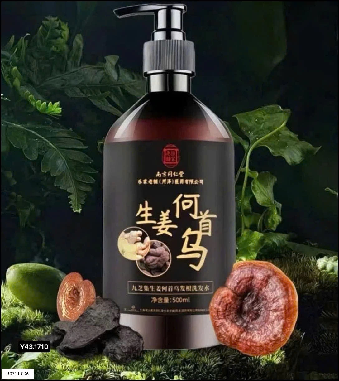 DẦU GỘI GỪNG HÀ THỦ Ô ĐỒNG NHÂN ĐƯỜNG  Giá sỉ 53k/chai (bán từ 2 chai)